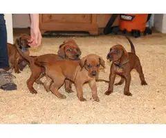 UKC Redbone Coonhound puppies - 2