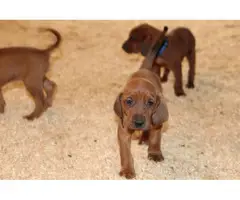 UKC Redbone Coonhound puppies - 3