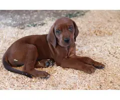 UKC Redbone Coonhound puppies - 4