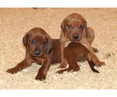 UKC Redbone Coonhound puppies - 6
