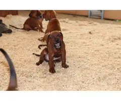 UKC Redbone Coonhound puppies - 7