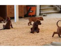 UKC Redbone Coonhound puppies - 8