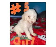 Standard poodle puppies looking for a new home