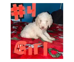 Standard poodle puppies looking for a new home - 2