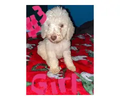 Standard poodle puppies looking for a new home - 3
