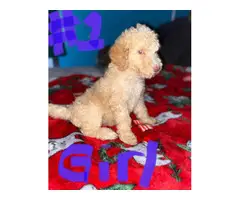 Standard poodle puppies looking for a new home - 5