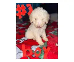 Standard poodle puppies looking for a new home - 7