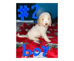 Standard poodle puppies looking for a new home - 8