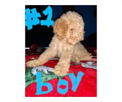 Standard poodle puppies looking for a new home - 9