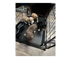 4 Chiweenie puppies available
