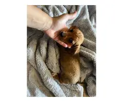 4 Chiweenie puppies available - 2