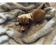 4 Chiweenie puppies available - 3