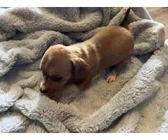 4 Chiweenie puppies available - 4