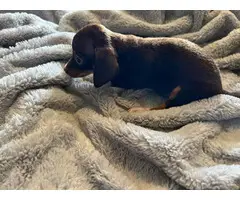 4 Chiweenie puppies available - 7