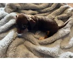 4 Chiweenie puppies available - 8