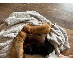 4 Chiweenie puppies available - 11