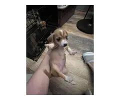 4 Chiweenie puppies available - 13