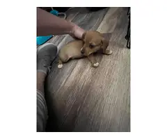 4 Chiweenie puppies available - 14