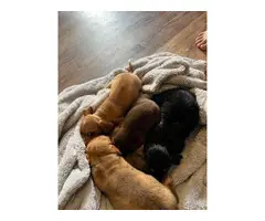 4 Chiweenie puppies available - 15