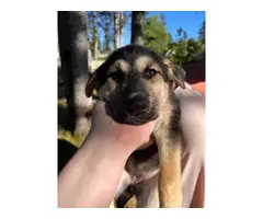 2 Alaskan Shepherd puppies for sale - 2