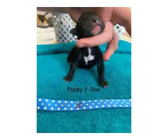 American Bulldog/Lab mix puppies for sale. - 2