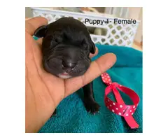 American Bulldog/Lab mix puppies for sale. - 7