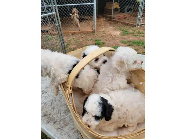 4 gorgeous Aussie doodle puppies for sale - 6/14