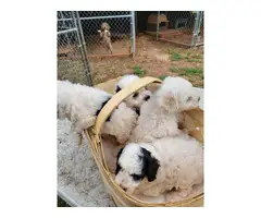 4 gorgeous Aussie doodle puppies for sale - 6