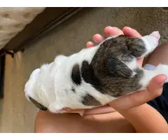 AKC papered English bulldog puppies for sale - 2