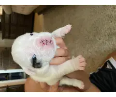 AKC papered English bulldog puppies for sale - 3