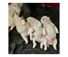 AKC papered English bulldog puppies for sale - 4
