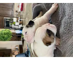 AKC papered English bulldog puppies for sale - 5