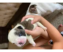 AKC papered English bulldog puppies for sale - 6