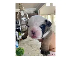 AKC papered English bulldog puppies for sale - 7