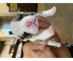 AKC papered English bulldog puppies for sale - 8
