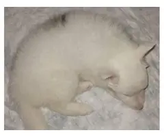 8 weeks old Shetland sheepdog puppies for sale - 5