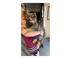 AKC German Shepherd puppies for sale - 3