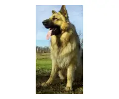AKC German Shepherd puppies for sale - 9
