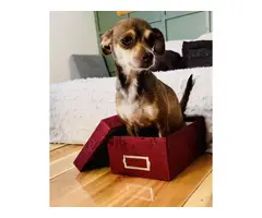 Small Chihuahua puppies needing a new home - 2