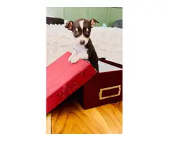 Small Chihuahua puppies needing a new home - 4