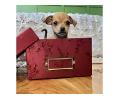Small Chihuahua puppies needing a new home - 5