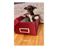 Small Chihuahua puppies needing a new home - 6