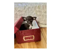 Small Chihuahua puppies needing a new home - 7
