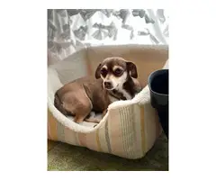Small Chihuahua puppies needing a new home - 8
