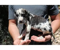 Beautiful AKC Great Dane puppies - 6