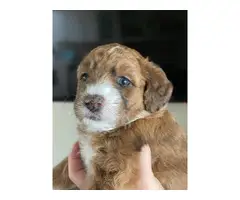 7 Mini Whoodle Puppies for sale - 5