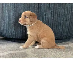 7 Mini Whoodle Puppies for sale - 6