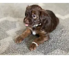 7 Mini Whoodle Puppies for sale - 7