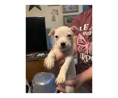 3 Pit bull puppies for sale - 6