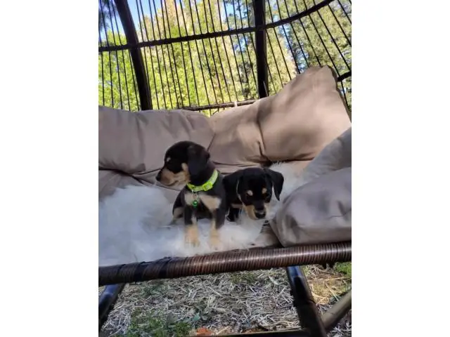 8 weeks old Chiweenie puppies for sale - 1/5